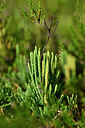 BUITEN BEELD Foto: 441170