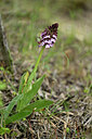 BUITEN BEELD Foto: 441186
