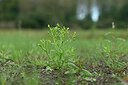 BUITEN BEELD Foto: 441191