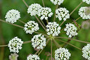 BUITEN BEELD Foto: 441192