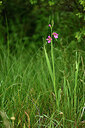 BUITEN BEELD Foto: 441196