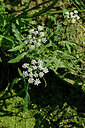 BUITEN BEELD Foto: 441202