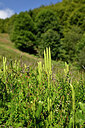 BUITEN BEELD Foto: 441203