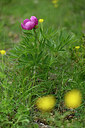 BUITEN BEELD Foto: 441204