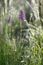 BUITEN BEELD Foto: 441205