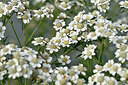 BUITEN BEELD Foto: 441206