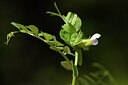 BUITEN BEELD Foto: 441209