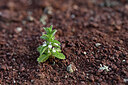 BUITEN BEELD Foto: 441230