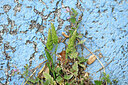 BUITEN BEELD Foto: 441234