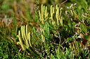 BUITEN BEELD Foto: 441240