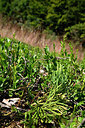 BUITEN BEELD Foto: 441244