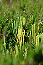 BUITEN BEELD Foto: 441253