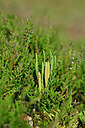 BUITEN BEELD Foto: 441265