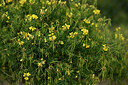 BUITEN BEELD Foto: 441273