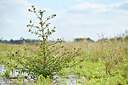 BUITEN BEELD Foto: 441276