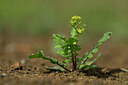BUITEN BEELD Foto: 441279