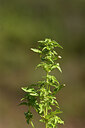BUITEN BEELD Foto: 441280