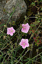 BUITEN BEELD Foto: 441282