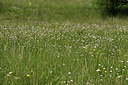BUITEN BEELD Foto: 441288