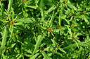BUITEN BEELD Foto: 441291