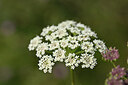 BUITEN BEELD Foto: 441299