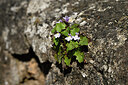 BUITEN BEELD Foto: 441310