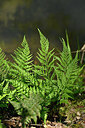 BUITEN BEELD Foto: 441311