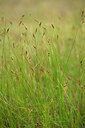 BUITEN BEELD Foto: 441317