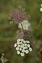 BUITEN BEELD Foto: 441329