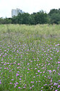 BUITEN BEELD Foto: 441347