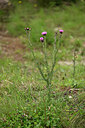 BUITEN BEELD Foto: 441348