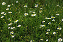 BUITEN BEELD Foto: 441349