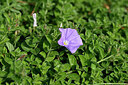 BUITEN BEELD Foto: 441353