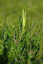 BUITEN BEELD Foto: 441355