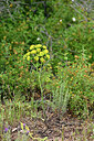 BUITEN BEELD Foto: 441357