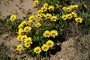 BUITEN BEELD Foto: 441363