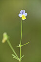 BUITEN BEELD Foto: 441376