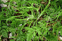 BUITEN BEELD Foto: 441382