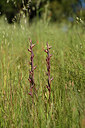 BUITEN BEELD Foto: 441384