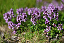 BUITEN BEELD Foto: 441390