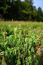 BUITEN BEELD Foto: 441394