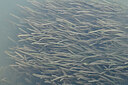 BUITEN BEELD Foto: 441409