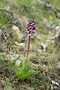 BUITEN BEELD Foto: 441423