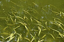 BUITEN BEELD Foto: 441426