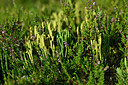 BUITEN BEELD Foto: 441428