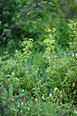 BUITEN BEELD Foto: 441442