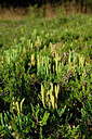 BUITEN BEELD Foto: 441443