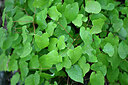 BUITEN BEELD Foto: 441448