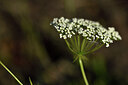 BUITEN BEELD Foto: 441451
