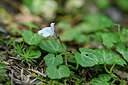 BUITEN BEELD Foto: 441461